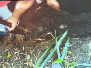 Corpo de agricultor foi encontrado enterrado em sua propriedade (Foto: Reprodução/RBS TV)